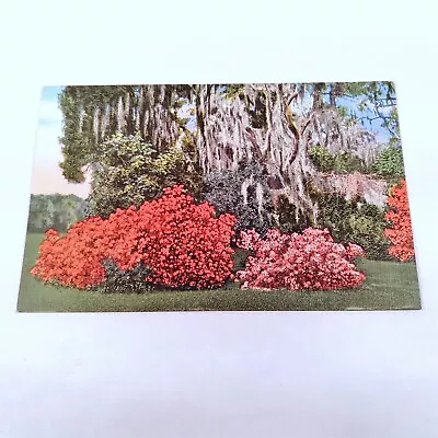 Picturesque -Azaleas Moss Covered Tree- Mississippi Gulf Coast Postcard 1930-45 • $5.99