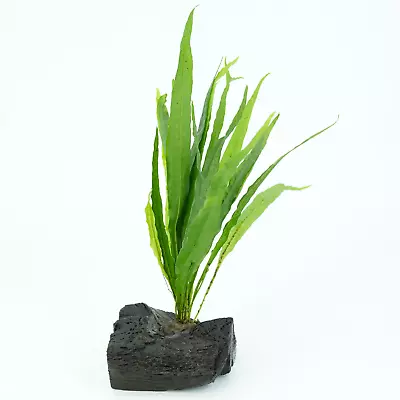 Microsorum On Driftwood (S) Live Aquarium Plants Decoration Freshwater Fish Tank • $24.99