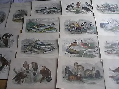 £25 • Buy 36  1859  Animal/bird/reptile Book Plates  By Oliver  Goldsmith