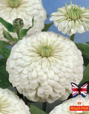 ZINNIA 50 SEEDS POLAR BEAR Elegans GIANT DOUBLE WHITE • £1.59