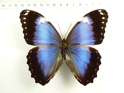 Entomology Butterfly: Morpho Helenor Violaceus Male Brasil • $4.99