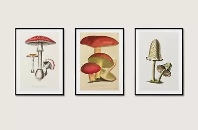 Toadstool Mushroom Set Of Three Botanical Nature Boho Wall Art Poster Home Decor • £3.99