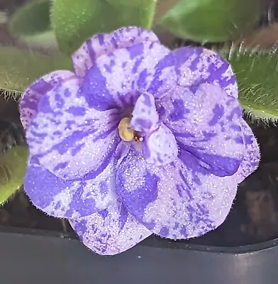 African Violet Plant *JERSEY FANTASY Trail * Semi-Miniature 2014 Kurzynski • $8.90