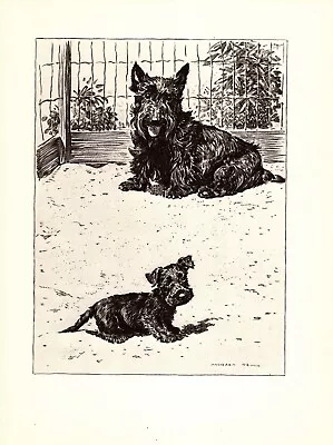 1946 Vintage Scottish Terrier Print Morgan Dennis Dog Art Scottie Art 4760h • $16.95