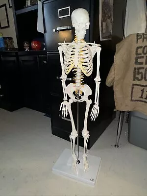 Wellden Mini Skeleton Model Great Condition 33 In Model Bones And Cartilage • $55