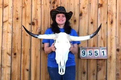 Real Steer Skull Art!! Polished Long Horns Mounted 3' 1  Cow Bull Longhorn H9551 • $0.99