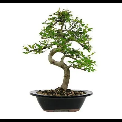 Bonsai Seeds Assorted Lot Choose From Large Selection Choose From TREE Seeds UK • £2.99