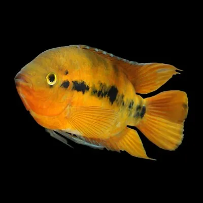 Herotilapia Multispinosa «Orange» | Rainbow Cichlid | South American Cichlid • £12.65