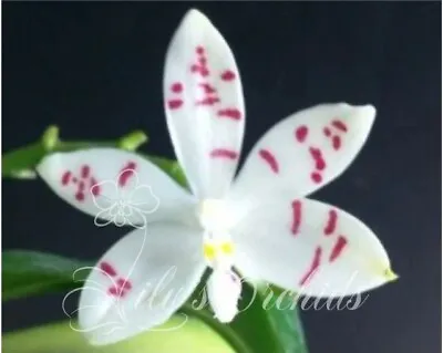 $38 • Buy LP-31 Phalaenopsis Tetraspis 'PNS3b'  - Fragrant - Species