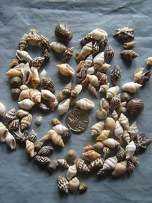 200 TINY MIXED SEASHELLS Small Sea Shells Craft Wedding Beach Confetti • £6.75