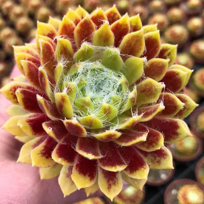 Sempervivum 'Lemon Flare' In 9cm Pots X 3 • £19.99