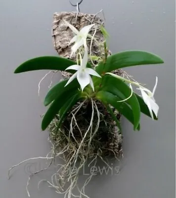 Angraecum Leonis Near Blooming Size Angraecum Orchid Species. Fragrant • $27.50