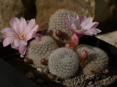 REBUTIA Narvaecensis Fa. Espinosae 10 SEEDS cactus Succulent • $6
