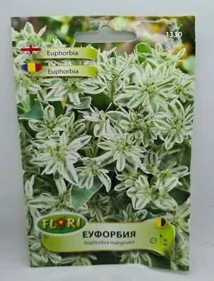 £1.55 • Buy Euphorbia Marginata Snow On The Mountain  Milk Weed - Appx 40 Flower Seeds