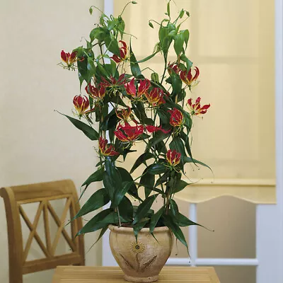 Exotic 'Flame Lily' (Gloriosa Rothschildiana) Plant - Pack Of 3 Tubers • £11.99