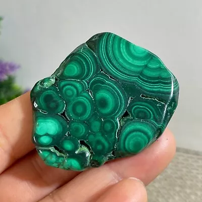 21g Natural Malachite Slice Quartz Crystal Luster Mineral Specimen B1679 • $2.22