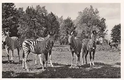Vintage Animal  Postcard  ZEBRAS IN FIELD  RPPC    UNPOSTED • $3