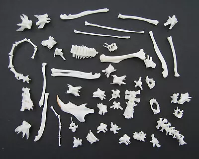 Lot Of Real Squirrel Bones Vertebrae Spine Tail Jaw Animal Skeleton Taxidermy • $39.99