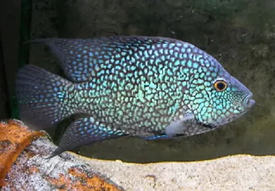 3 Electric Blue Carpintis Cichlid Live Freshwater Aquarium Fish • $39.99