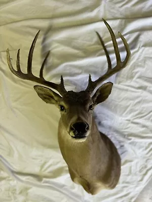 Whitetail Deer Large 10 Point - Shoulder Mount - Vintage Taxidermy • $100