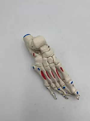 3B Scientific Human *Right* Foot Skeleton W/ Muscle Attachments Wire Mounted • $34.95