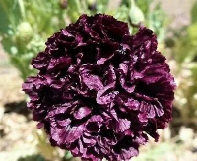 £0.99 • Buy Poppy Black Peony Papaver Paeoniflorum 1200 Seeds +4  FREE REUSABLE PLANT LABEL