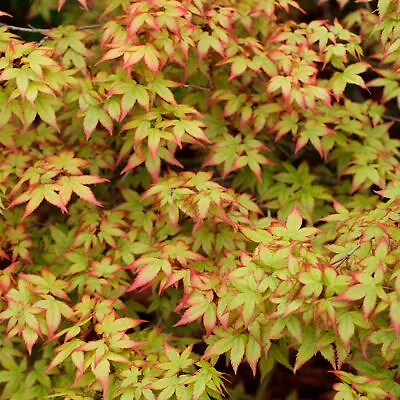 Acer Palmatum - Japanese Maple | Gorgeous Deciduous Garden Plant Tree In Pot • £12.99