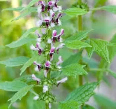 MOTHERWORT PLANTS 2 Plants Leonurus Cardiaca TCM - Qing Hao Medicinal Herb • $17.95