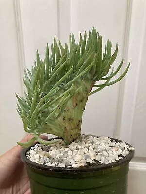 Crested Senecio Vitalis - Mermaid's Tail Rooted Succulent • $75