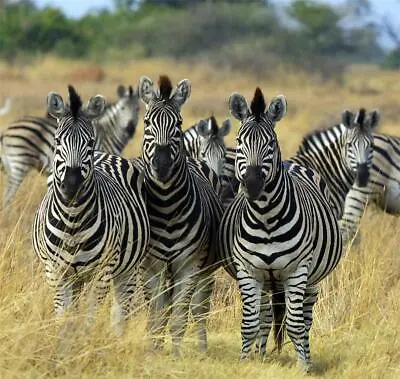 GROUP OF ZEBRAS GLOSSY POSTER PICTURE PHOTO Animals Africa Wild Stripes Nice 138 • $14.99