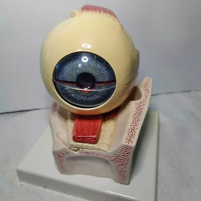 Vintage 3B Scientific Human Eye Model • $150