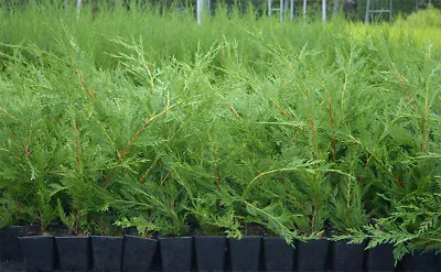 1 X 50-70cms LEYLANDII GREEN EVERGREEN CONIFER HEDGING PLANT • £2.25