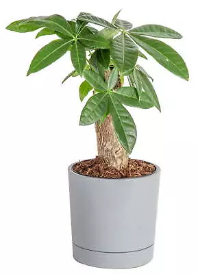Indoor 10 In. Tall Money Tree; Medium-sized Indirect Light Plant 3.8 In. Tall • $27