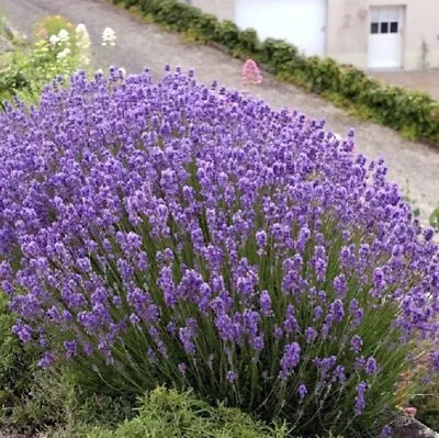 80 х Lavender Lavandula  Angustifolia Seeds • £1.50