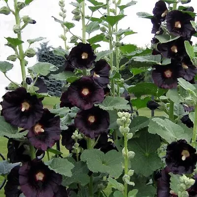 Hollyhock 'Nigra' Or 'The Watchman' / Black Hollyhock / Alcea Rosea / 50 Seeds • £1.49