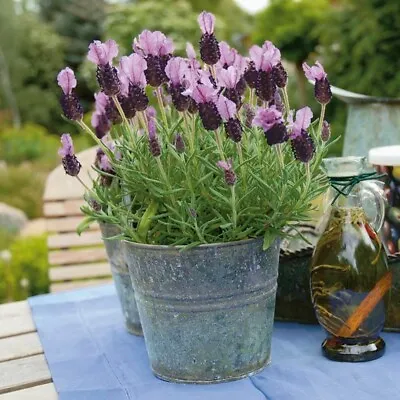 £9.99 • Buy Lavender Plug Plants Fragrant Arles Garden Blue Flower Perennial Shrub Pack Of 3