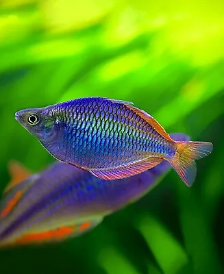 6 X Neon Blue Dwarf Rainbowfish Melanotaenia Praecox Rainbow Live Fish Stunning • £19.99