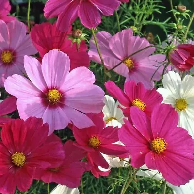 5 X Cosmos Sonata Mix Flower Plug Plants • £8.75