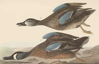 1942 Audubon Art Print 313 Blue-Winged Teal Ducks. Vintage Bird Illustration. • $9.49