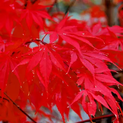 10 BLOODGOOD MAPLE SEEDS - Acer Palmatum 'Bloodgood'  ( Hardy To Minus 30 ) • $5.50