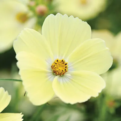 T&M Cosmos Half-Hardy Annual Flower Garden Plant Lemonade 1 Packet 30 Seeds • £3.99