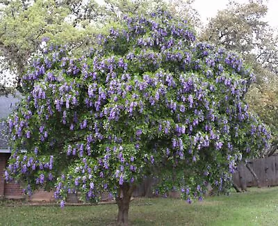 Texas Mountain Laurel Dermatophyllum Secundiflorum (syn Sophora)—40 Seeds $3.50 • $3.50