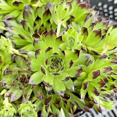 Sempervivum 'Black Top'  9cm Pot. • £3.99