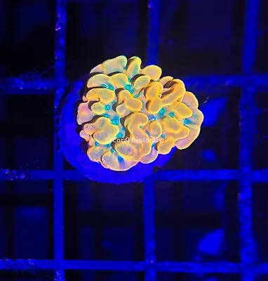 CE- WYSIWYG Juicy Fruit Montipora Frag Live Coral LPS SPS #R1F9 • $89.99