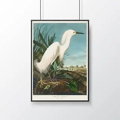 £23.99 • Buy Snowy Heron Poster - John James Audobon - Print - Wall Art - Lounge - Bedroom -