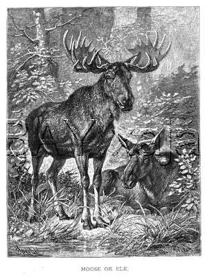 MOOSE Buck & Doe Large Antique 1890s Print • $21.95