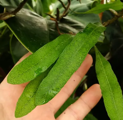 Microgramma Squamulosa-easy To Grow Very Attractive Tropical Epiphytic Fern • $94.99