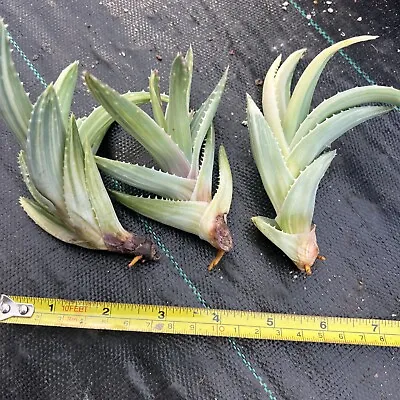 Aloe Brevifolia  Variegated (compact Form) Succulent • $30