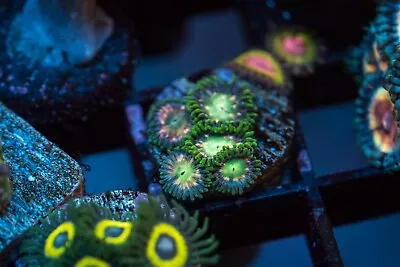 Jurassic Park Zoa Marine Coral Zoanthid 3 Polyps  • £15