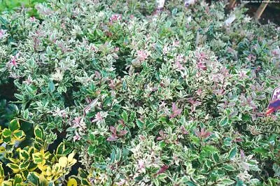 Ilex Aquifolium Ingramii - Variegated Holly - Plant In 9 Cm Pot • £10.95